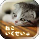 貓養(yǎng)成