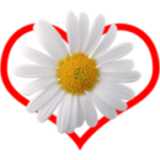 洋甘菊測(cè)試