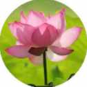 花朵塊塊消紅包版