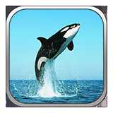 海洋世界vr手機(jī)版