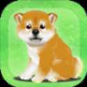 養(yǎng)育柴犬的治愈游戲安卓版