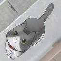 迷途貓