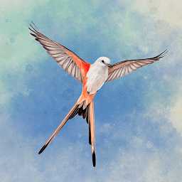 鳥類觀察家最新版